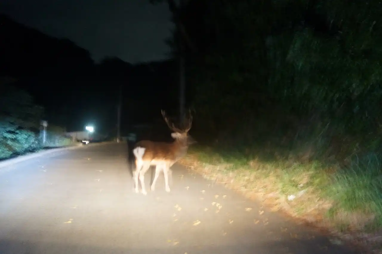 鹿が